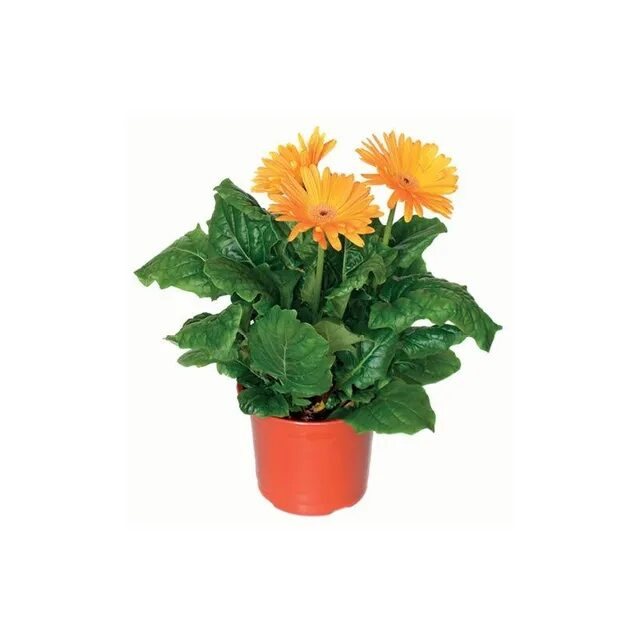 Žydintis augalas GERBERA (GERBERA), 1 vnt