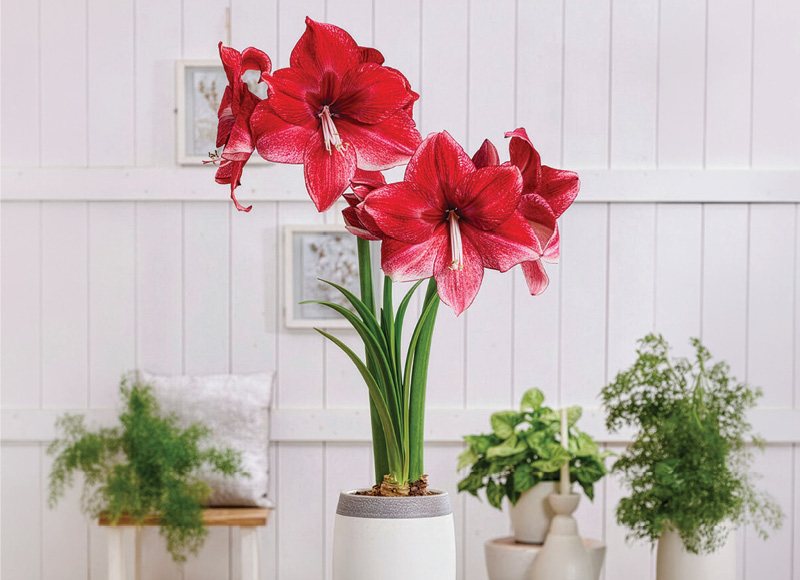 Žydintis augalas MEILENIS (AMARYLLIS), 1 vnt