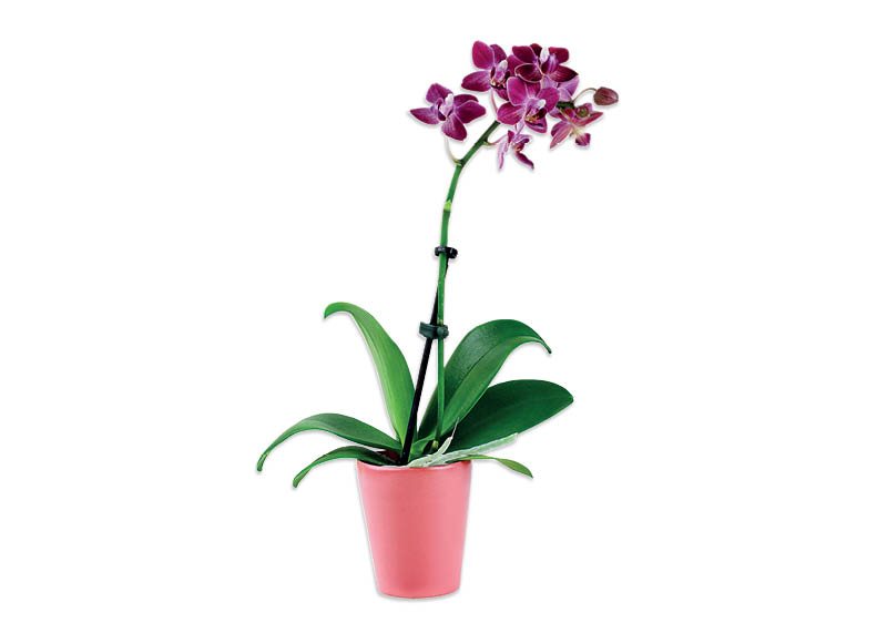 Žydintis augalas orchidėja BON VIA FLORA, 1 vnt
