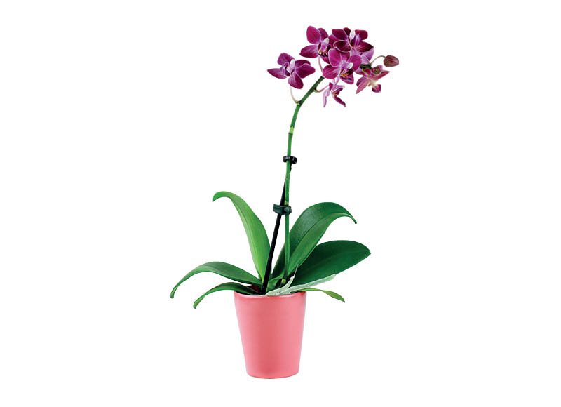 Žydintis augalas orchidėja BON VIA FLORA, 12 cm